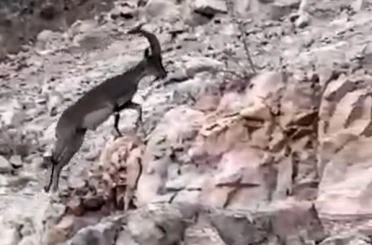 Siirt’te nesli tükenme tehlikesi altındaki yabani dağ keçisi görüldü 