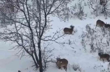 Siirt’te yaban keçileri sürü halinde görüntülendi 