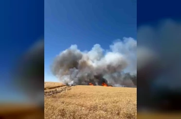 Siirt’te yüzlerce dönüm buğday arazisi yangında kül oldu 