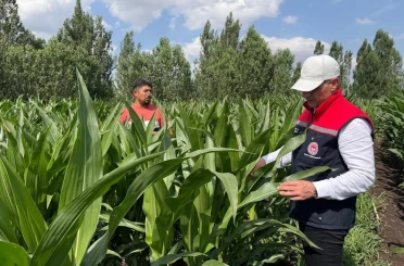 Silajlık mısır üretimi Kars’ta her geçen gün yaygınlaşıyor 