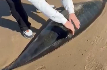 Şile’de ölü yunus kıyıya vurdu 