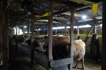 Şile’de şap alarmı: 3 köy karantinada, 18 mahalle gözetim altında 