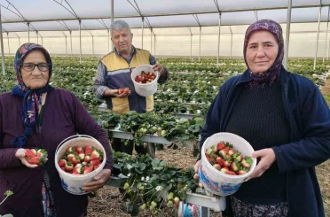 Silifke’de örtü altı çilekte bahar hasadı: Kilosu 140 ile 160 TL arasında 