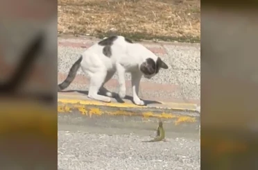 Silivri’de kedi ve kertenkelenin kavgası cep telefonu kamerasında 