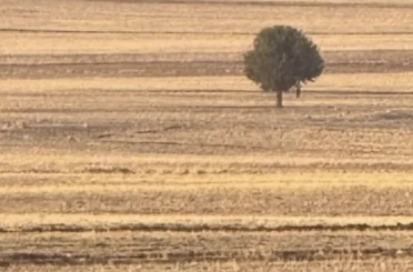 Silopi’de bir kişi arazide ölü bulundu 