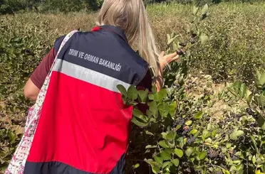 Simav’da aronya yetiştiriciliği yerinde incelendi
