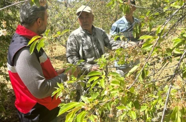 Simav’da kiraz ve vişne bahçelerinde hastalık tespit çalışması 