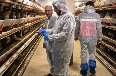 Simav’da ticari yumurtacı tavukçuluk işletmesinde ilk resmi denetim 