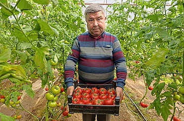 Simav’da yetişen ’coğrafi işaretli’ Eynal domatesi pazarlarda ilgi görüyor 