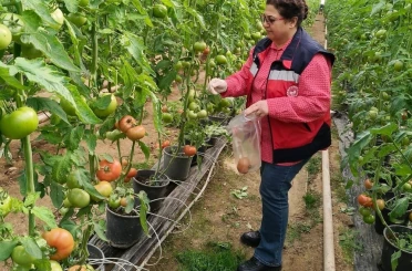 Simav’daki sera alanlarından pestisit denetimi için domates numunesi alımı 