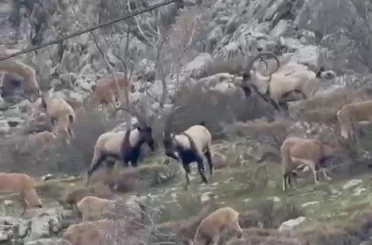 Sincik boğazına dağ keçileri indi 