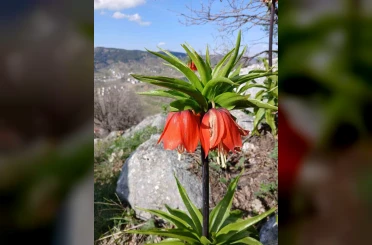 Sincik dağlarında açan ters laleler hayran bırakıyor 