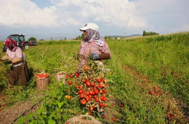 Sındırgı’da domates hasadı depreme rağmen devam ediyor 