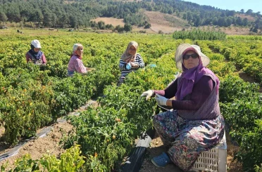 Sındırgı’da sarı altında hasat zamanı 