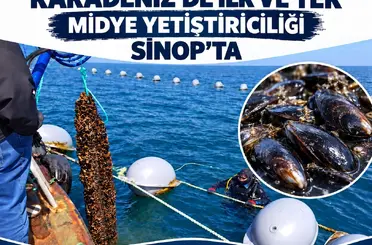 Sinop’ta 9 ayda 182 ton midye hasadı
