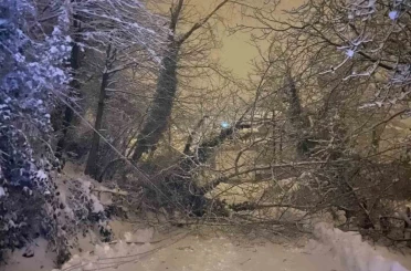 Sinop’ta ağaç devrildi 