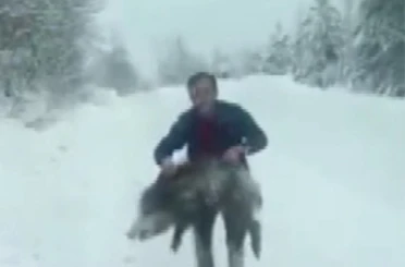 Sinop’ta bir vatandaş yaban domuzu sürüsüne dalıp eliyle yakaladı 