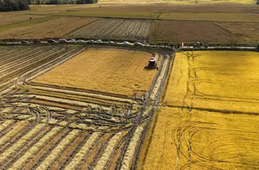 Sinop’ta çeltik hasadı başladı
