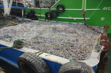 Sinop’ta hamsi denetimleri 