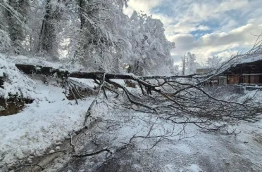 Sinop’ta kara yolunda ağaç devrildi 