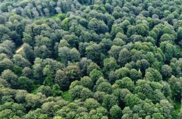 Sinop’ta kayın ormanları için doğal gençleştirme seferberliği 