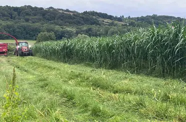 Sinop’ta maralfalfa üretiminde ilk hasat yapıldı