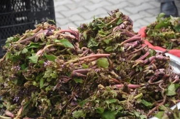 Sinop’ta şifa kaynağı zılbıt pazara indi 