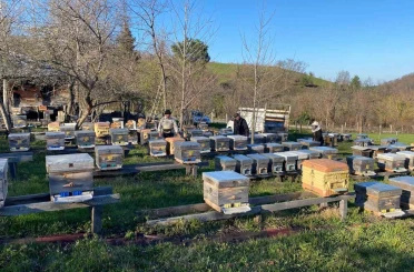 Sinop’ta soğuk hava arıcılığı olumsuz etkiliyor 