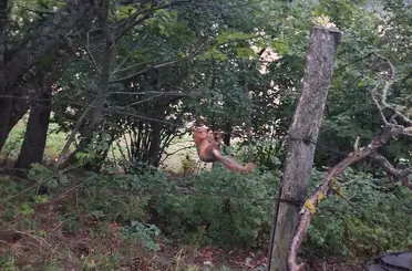 Sinop’ta tellere takılan sincap ekiplerce kurtarıldı