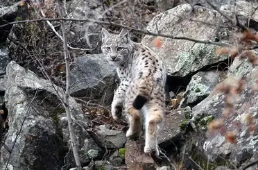 Sinop’ta ’vaşak’ görüntülendi
