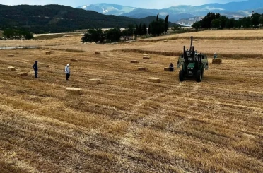Sinop’ta yılın ilk buğdayları hasat edildi 