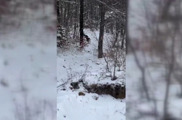 Sinop’ta yiyecek arayan karacalar kameralara yansıdı 