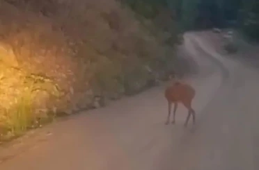 Sinop’ta yol ortasında dinlenen karaca kameraya yansıdı 