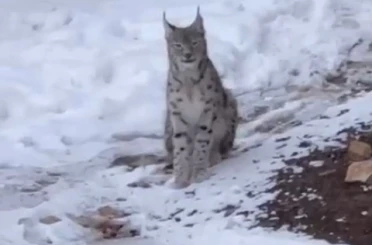 Şiran’da yerleşim alanında vaşak görüntülendi 