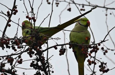 Şirintepe Mahallesi’nde renkli görüntüler: Papağanlar parkı mesken tuttu 