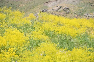 Şırnak yaylaları sarı rengine büründü 