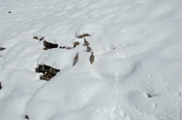 Şırnak’ta keklikler sürü halinde yiyecek aradı 