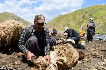 Şırnak’ta koyun kırkma mesaisi başladı 