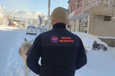 Şırnak’ta sokak hayvanları barınaklara toplandı 