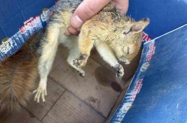 Şırnak’ta yaban hayvanları tedavi altına alındı