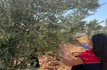 Şırnak’ta zeytin bahçelerinde hasar tespit çalışmaları başlatıldı 