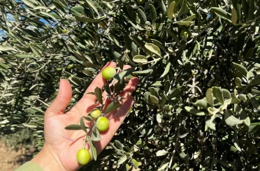 Şırnak’ta zeytin rekoltesi için ilk veriler toplandı 