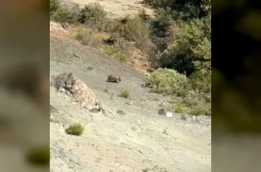 Sivas’ta bozayılar meyve bahçelerine dadandı 
