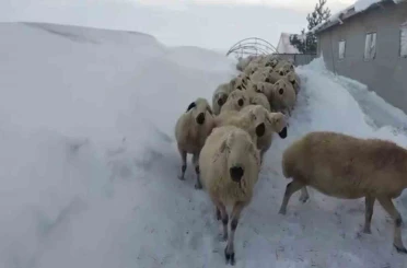 Sivas’ta kar kalınlığı yer yer 2 metreyi aştı, en çok hayvancılık yapanlar zorlandı 