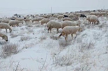 Sivas’ta koyunlar kar altında kaldı, çoban türküleriyle ile mest etti 