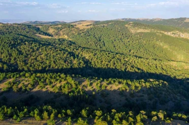 Sivas’ta ormanlık alanlara giriş yasaklandı 