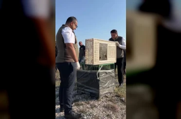 Sivas’ta yuvadan düşen iki kerkenez yavrusu doğaya bırakıldı 