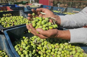 Sofralık zeytinde bereketli hasat, kilogram fiyatı 55 TL’den tarladan alıcı buluyor 