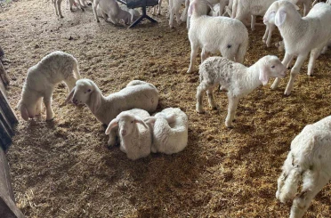 Soğuk havalarda gerçekleşen doğumun ardından üreticilerin yüzü güldü 
