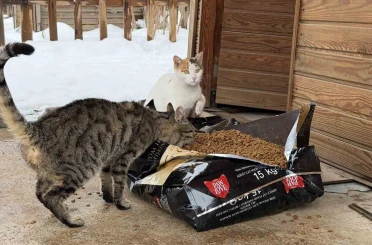 Soğuk havalarda sokak hayvanlarına şefkat eli 